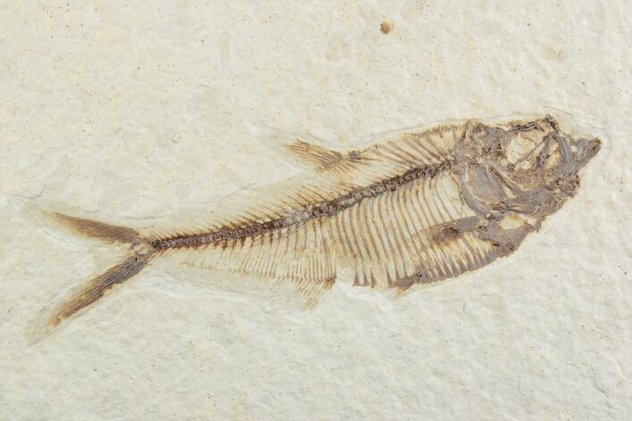 Detailed Fossil Fish (Diplomystus) - Wyoming #369477